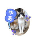 ねこの三兄弟 写真スタンプ（個別スタンプ：5）