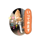 ねこの三兄弟 写真スタンプ（個別スタンプ：6）