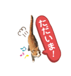 ねこの三兄弟 写真スタンプ（個別スタンプ：7）