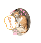 ねこの三兄弟 写真スタンプ（個別スタンプ：8）