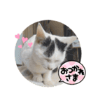 ねこの三兄弟 写真スタンプ（個別スタンプ：9）