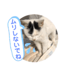 ねこの三兄弟 写真スタンプ（個別スタンプ：10）