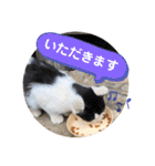 ねこの三兄弟 写真スタンプ（個別スタンプ：12）
