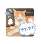 ねこの三兄弟 写真スタンプ（個別スタンプ：13）
