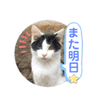 ねこの三兄弟 写真スタンプ（個別スタンプ：14）