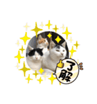 ねこの三兄弟 写真スタンプ（個別スタンプ：15）