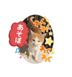 ねこの三兄弟 写真スタンプ（個別スタンプ：16）