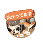 ねこの三兄弟 写真スタンプ（個別スタンプ：18）