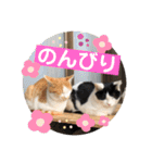 ねこの三兄弟 写真スタンプ（個別スタンプ：19）