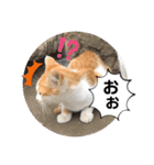 ねこの三兄弟 写真スタンプ（個別スタンプ：20）