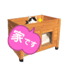 ねこの三兄弟 写真スタンプ（個別スタンプ：21）