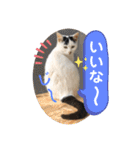ねこの三兄弟 写真スタンプ（個別スタンプ：22）