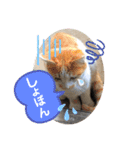 ねこの三兄弟 写真スタンプ（個別スタンプ：23）