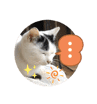 ねこの三兄弟 写真スタンプ（個別スタンプ：24）