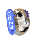 ねこの三兄弟 写真スタンプ（個別スタンプ：25）