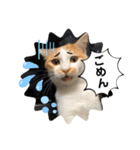 ねこの三兄弟 写真スタンプ（個別スタンプ：26）