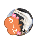 ねこの三兄弟 写真スタンプ（個別スタンプ：27）