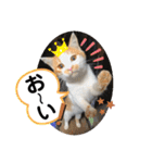 ねこの三兄弟 写真スタンプ（個別スタンプ：28）
