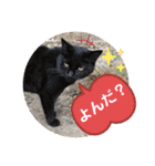 ねこの三兄弟 写真スタンプ（個別スタンプ：29）