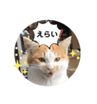 ねこの三兄弟 写真スタンプ（個別スタンプ：30）