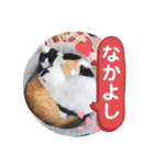ねこの三兄弟 写真スタンプ（個別スタンプ：31）