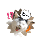 ねこの三兄弟 写真スタンプ（個別スタンプ：32）