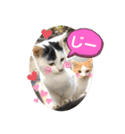ねこの三兄弟 写真スタンプ（個別スタンプ：33）