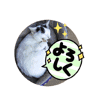 ねこの三兄弟 写真スタンプ（個別スタンプ：34）