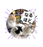 ねこの三兄弟 写真スタンプ（個別スタンプ：35）