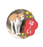 ねこの三兄弟 写真スタンプ（個別スタンプ：36）