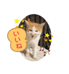 ねこの三兄弟 写真スタンプ（個別スタンプ：38）