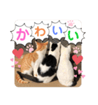 ねこの三兄弟 写真スタンプ（個別スタンプ：39）