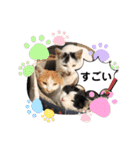 ねこの三兄弟 写真スタンプ（個別スタンプ：40）