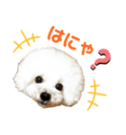 pannacotta2017①（個別スタンプ：1）