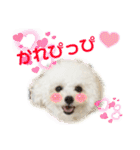 pannacotta2017①（個別スタンプ：7）