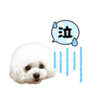 pannacotta2017①（個別スタンプ：12）