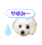 pannacotta2017①（個別スタンプ：30）