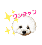 pannacotta2017①（個別スタンプ：35）