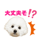 pannacotta2017①（個別スタンプ：37）