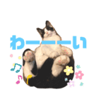 テオット6（個別スタンプ：15）