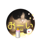 テオット6（個別スタンプ：22）