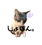 テオット6（個別スタンプ：23）