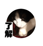 テオット6（個別スタンプ：24）