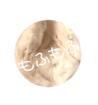 テオット6（個別スタンプ：27）