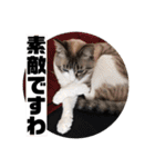 テオット6（個別スタンプ：28）