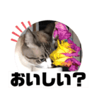 テオット6（個別スタンプ：29）