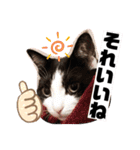 テオット6（個別スタンプ：34）