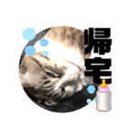 テオット6（個別スタンプ：40）