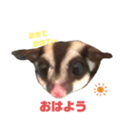 フクロモモンガのフクちゃん☆（個別スタンプ：1）
