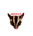 フクロモモンガのフクちゃん☆（個別スタンプ：3）